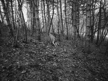 Trees in forest