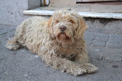 Close-up of dog