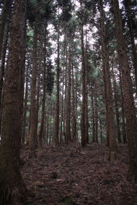 Low angle view of trees in forest