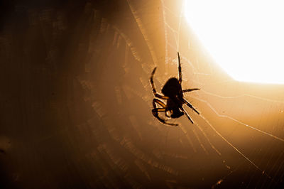 Close-up of spider on web