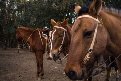 Horses in a horse