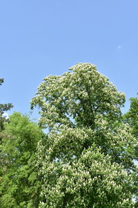 Low angle view of flowering plants against clear blue sky