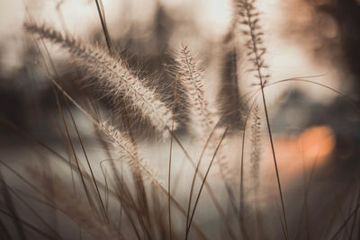 Close-up of stalks in field