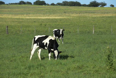 Cow grazing on field