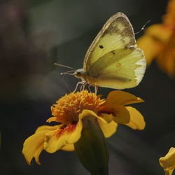 Close-up of butterfly on yellow flower