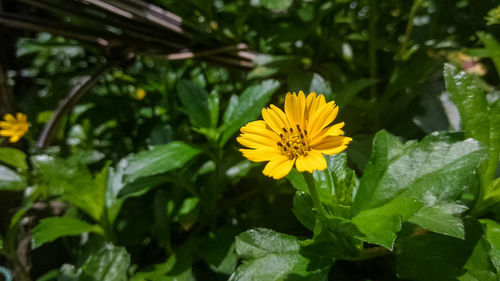 Close-up of yellow flowering plant