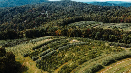 High angle view of agricultural field