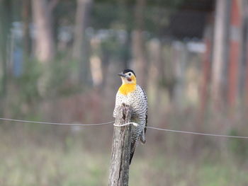 Bird perching on wooden post