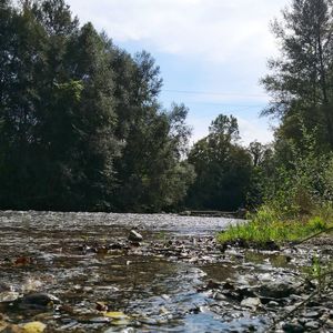 Scenic view of river in forest against sky