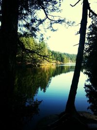 Reflection of trees in water