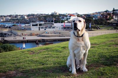 View of a dog looking away