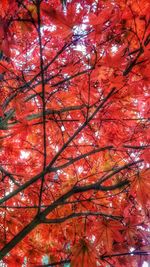 Low angle view of autumn tree against sky