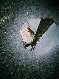 High angle view of caterpillar on puddle