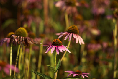 Close-up of purple coneflower blooming outdoors