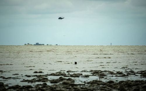 Birds flying over beach