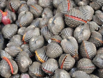 Close-up of clams