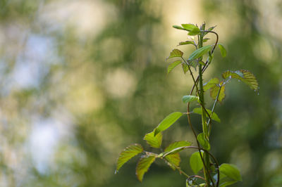 Close-up of fresh green leaves on plant