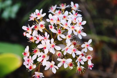 Close-up of white flowering plants