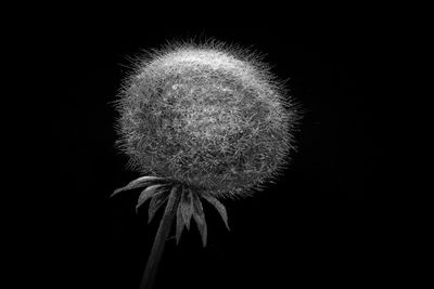 Close-up of dandelion against black background