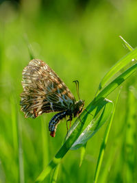 Close-up of butterfly on flower