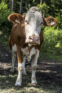 Cow standing