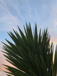 Low angle view of coconut palm tree against sky