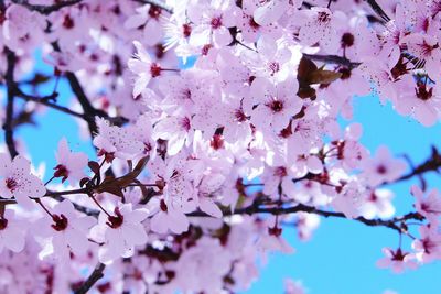 Low angle view of pink flowers on tree
