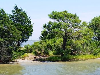 Trees by river in forest against sky