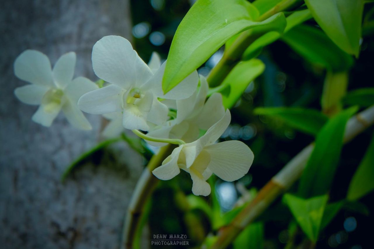 CLOSE-UP OF WHITE FLOWERS BLOOMING