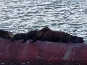 View of horse in sea