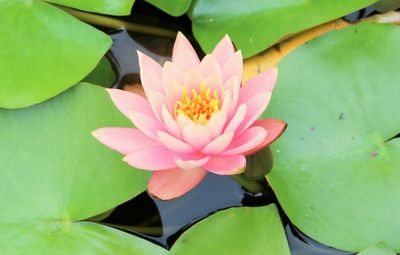 Close-up of pink water lily blooming outdoors