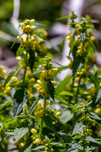 Close-up of flowering plant