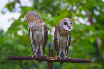 Close-up of bird perching outdoors