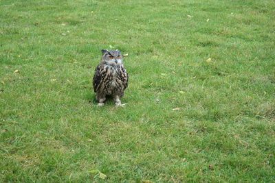 Bird on grassy field