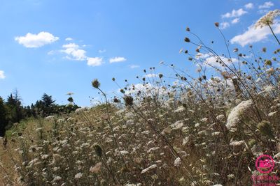 Low angle view of wildflowers blooming against sky