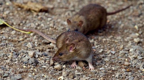 Close-up of rats on field 