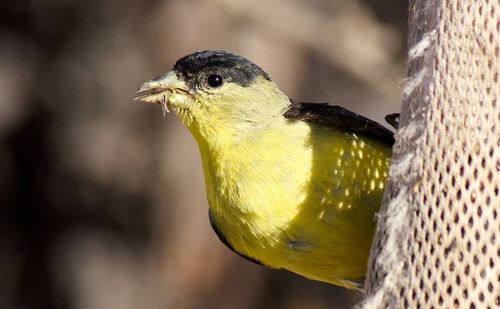 Close-up of bird perching