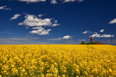 Scenic view of oilseed rape field against sky