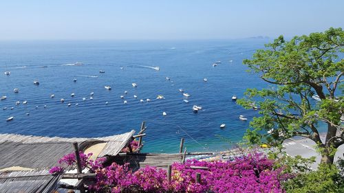 High angle view of plants by sea against clear sky