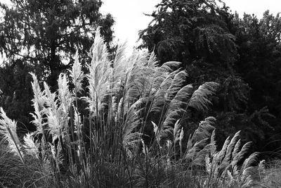 Plants growing on field