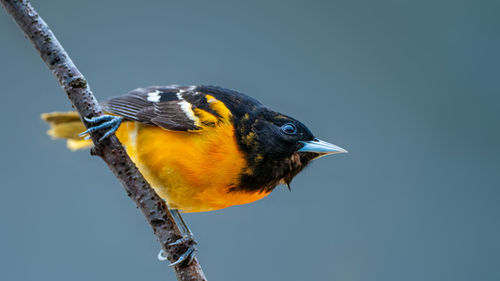 Close-up of bird perching on a branch