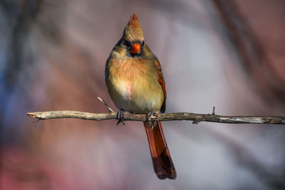 Close-up of bird perching on red outdoors