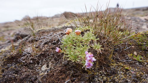 Close-up of flowers growing in field