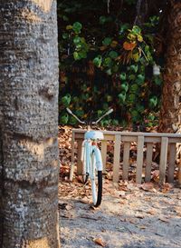 Bicycle against trees