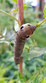 Close-up of butterfly on plant
