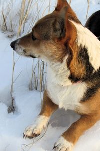 Rear view of dog looking away