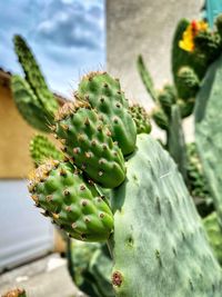 Close-up of prickly pear cactus