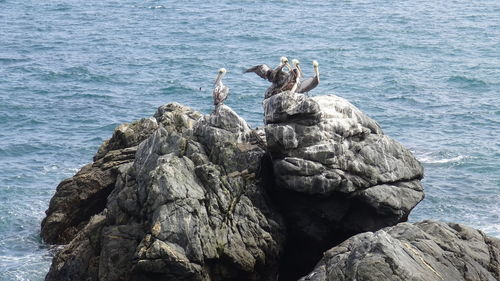 Pelican bird at a rocky beach