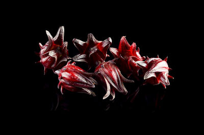 Close-up of wilted plant against black background