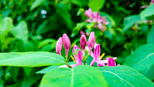 Close-up of pink flower